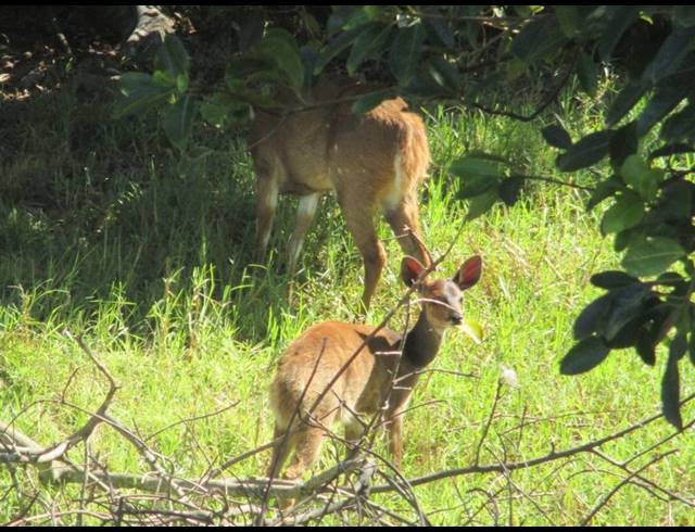 LAND FOR SALE IN BLUE RIDGE